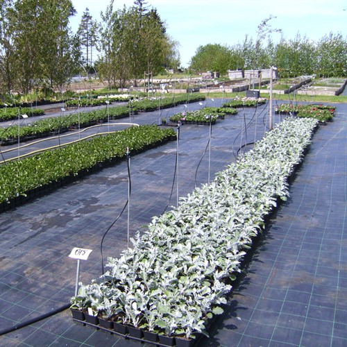 Marktäckväv 1,65 x 100 m