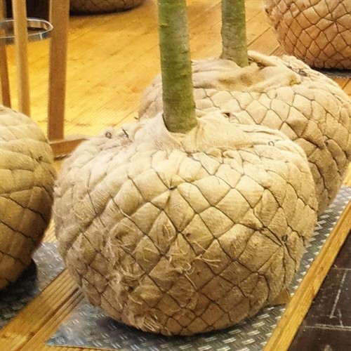 Plantkorg 45 cm  Nr 1